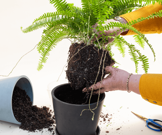Plant Mom Pro Tips: How to Repot Your Plants