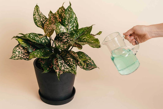 Plant Mom Pro Tips: How to Fertilize Your Plants