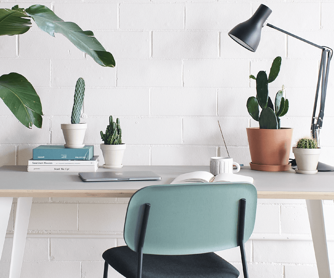 Indoor Cactus Care 101: How to Give Your Desert Dweller The Best Life