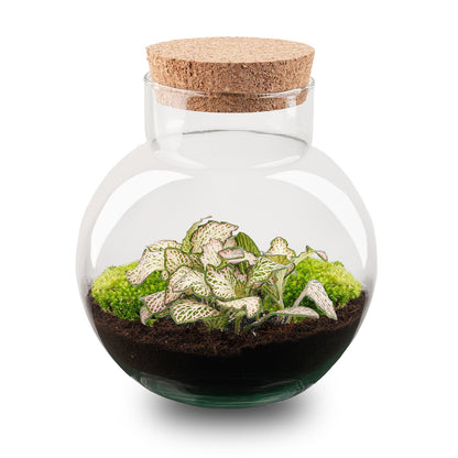 Terrarium Diy Kit - Noah - Diy Kit - ↑ 20 Cm