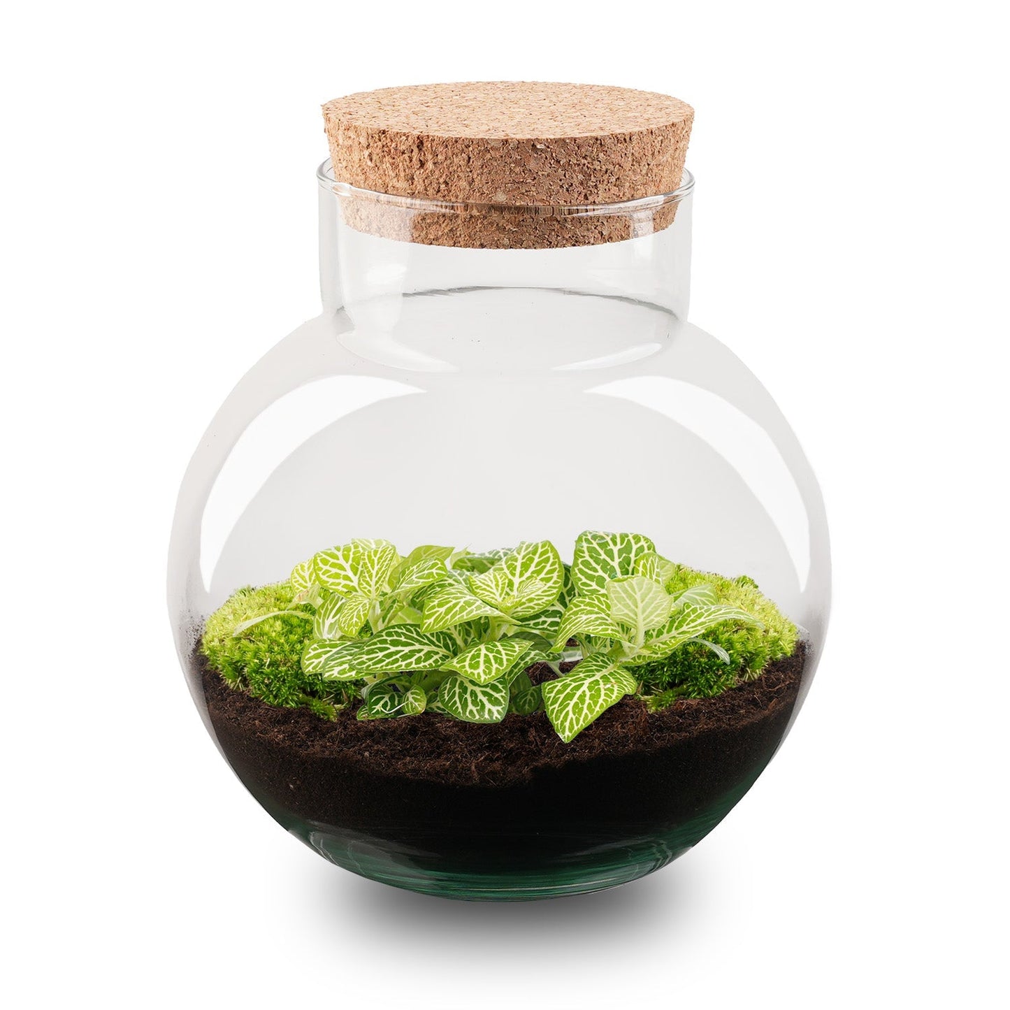 Terrarium Diy Kit - Noah - Diy Kit - ↑ 20 Cm