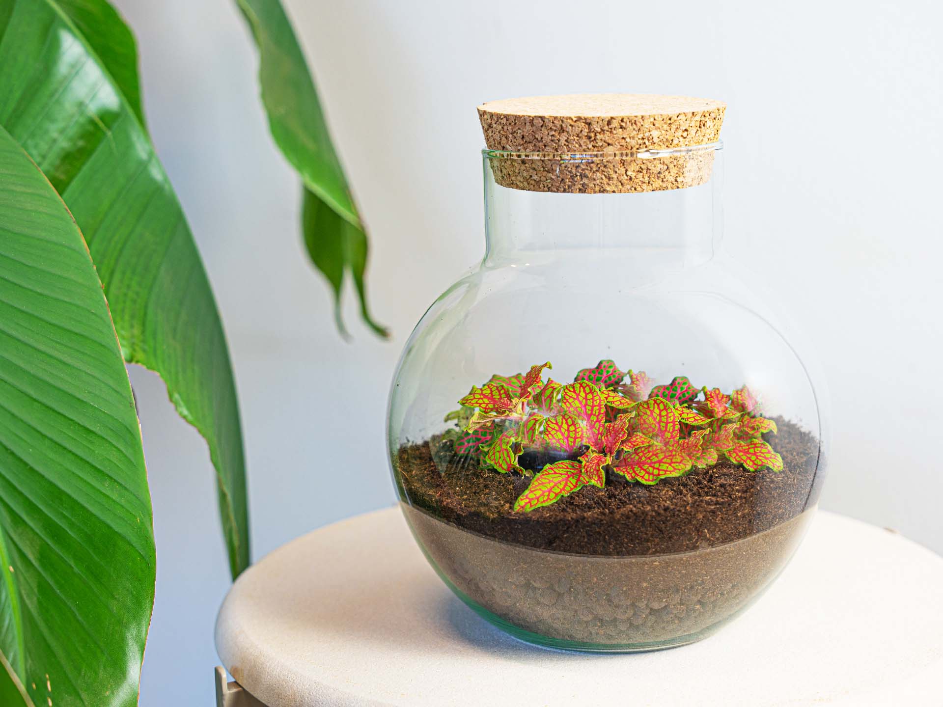 Terrarium Diy Kit - Noah - Diy Kit - ↑ 20 Cm