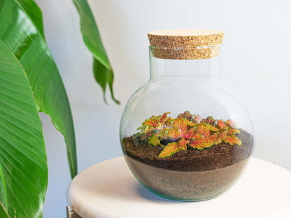 Terrarium Diy Kit - Noah - Diy Kit - ↑ 20 Cm