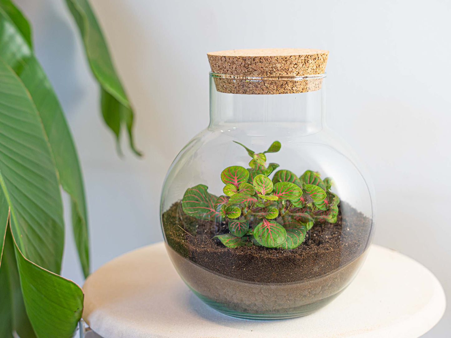 Terrarium Diy Kit - Noah - Diy Kit - ↑ 20 Cm