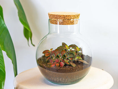 Terrarium Diy Kit - Noah - Diy Kit - ↑ 20 Cm