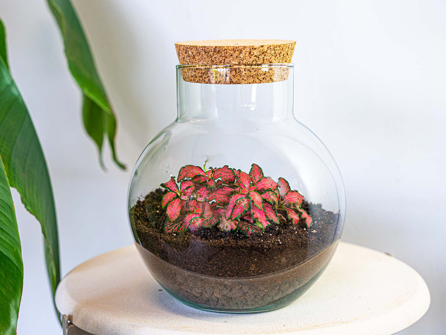 Terrarium Diy Kit - Noah - Diy Kit - ↑ 20 Cm