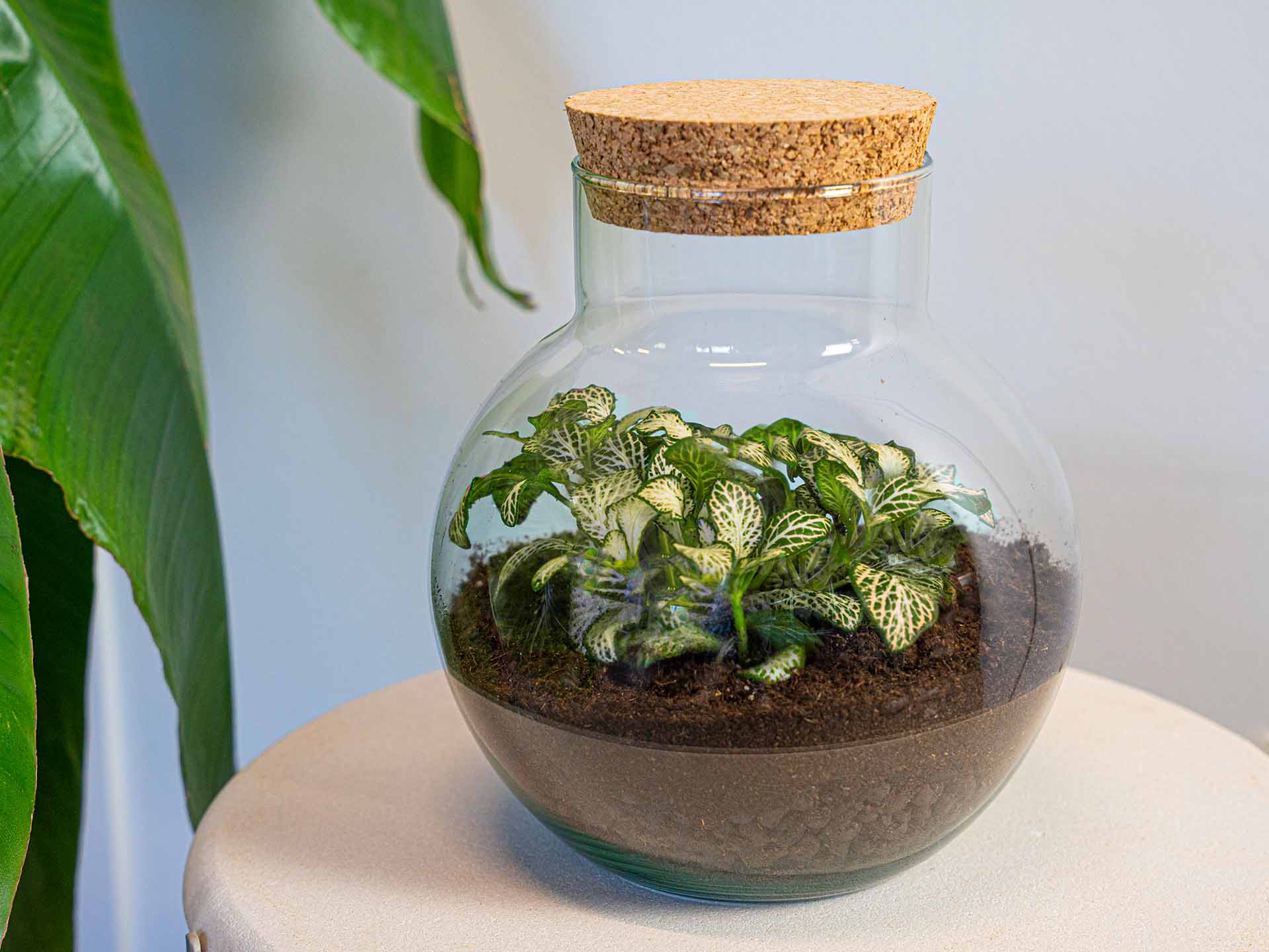 Terrarium Diy Kit - Noah - Diy Kit - ↑ 20 Cm