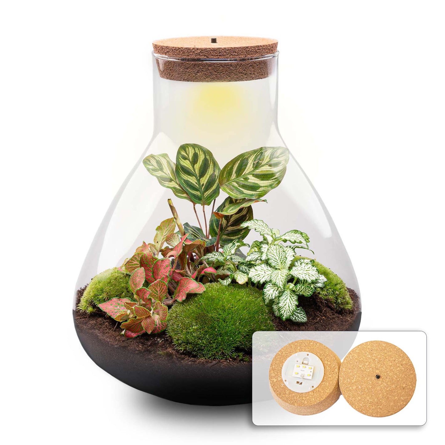 Terrarium Diy Kit - Sam Xl Red - Bottle Garden - ↑ 35 Cm