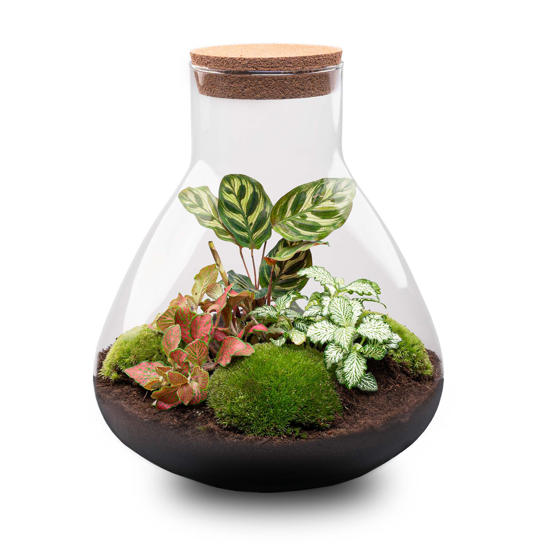 Terrarium Diy Kit - Sam Xl Red - Bottle Garden - ↑ 35 Cm