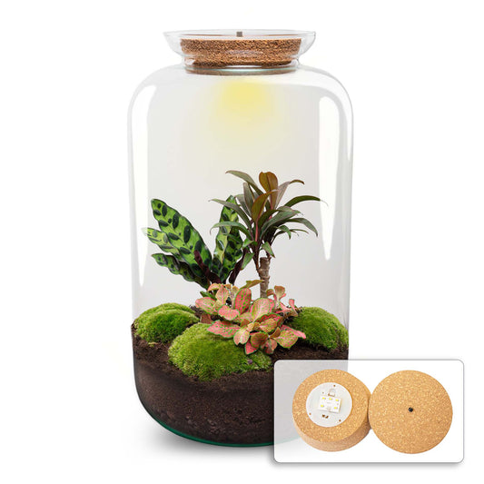 Terrarium Diy Kit - Sven Xl Palm - With Lightning - Bottle Garden - ↑ 43 Cm