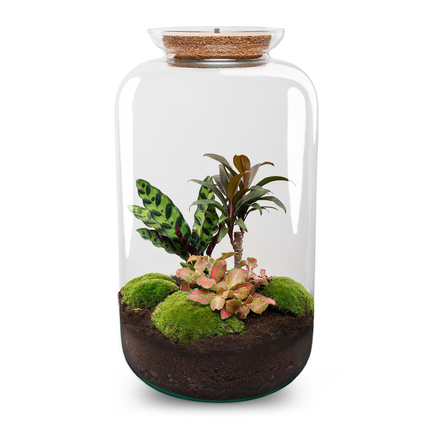 Terrarium Diy Kit - Sven Xl Palm - With Lightning - Bottle Garden - ↑ 43 Cm