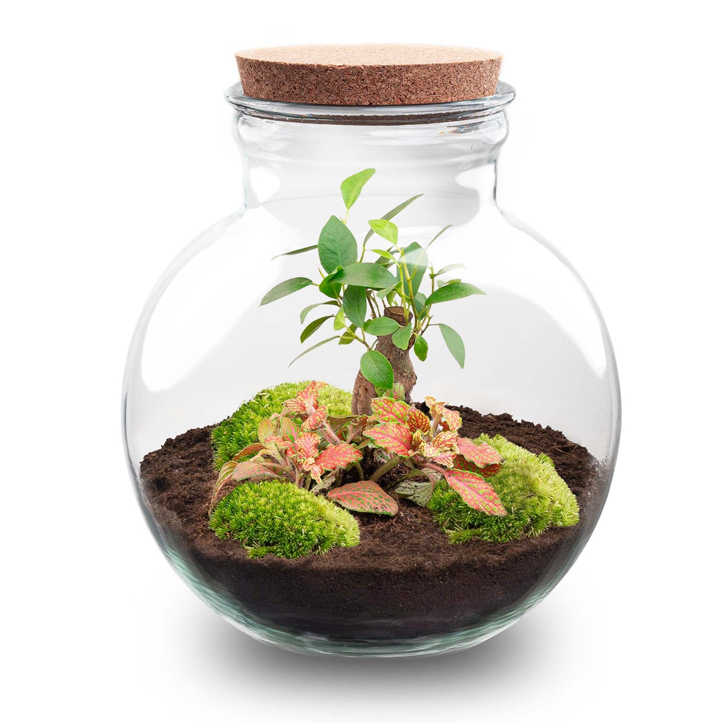 Terrarium Diy Kit - Teddy Bonsai - Bottle Garden - ↑ 26,5 Cm