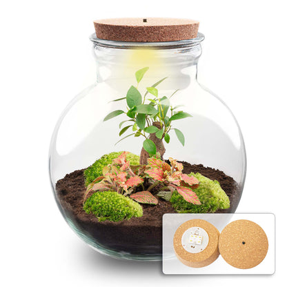 Terrarium Diy Kit - Teddy Bonsai - Bottle Garden - ↑ 26,5 Cm