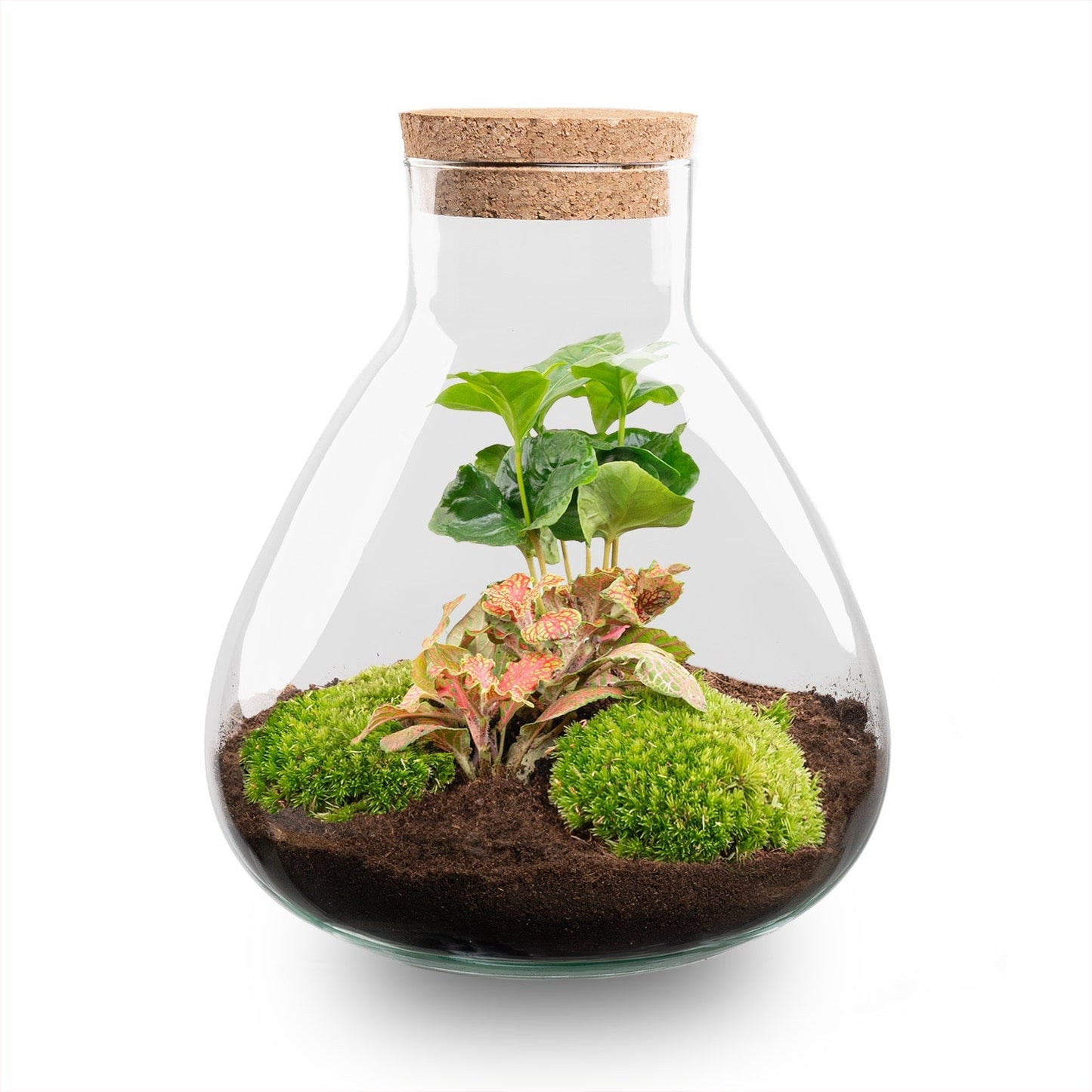 Terrarium Diy Kit - Sammie Coffea - Bottle Garden - ↑ 27 Cm