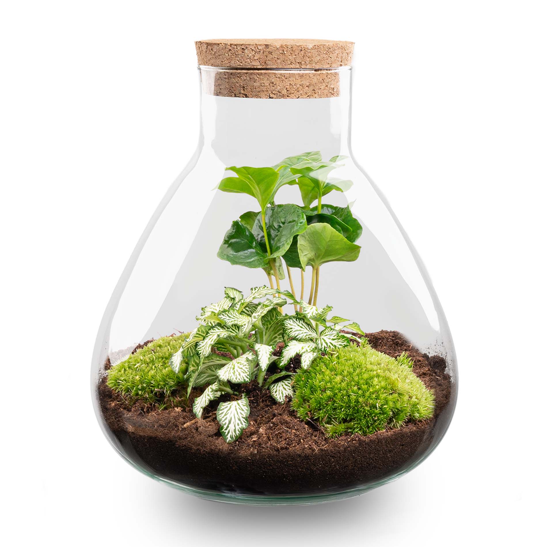 Terrarium Diy Kit - Sammie Coffea - Bottle Garden - ↑ 27 Cm