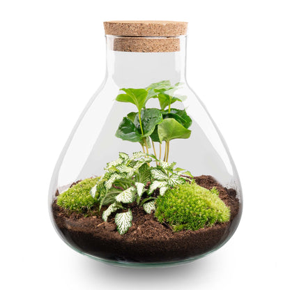 Terrarium Diy Kit - Sammie Coffea - Bottle Garden - ↑ 27 Cm