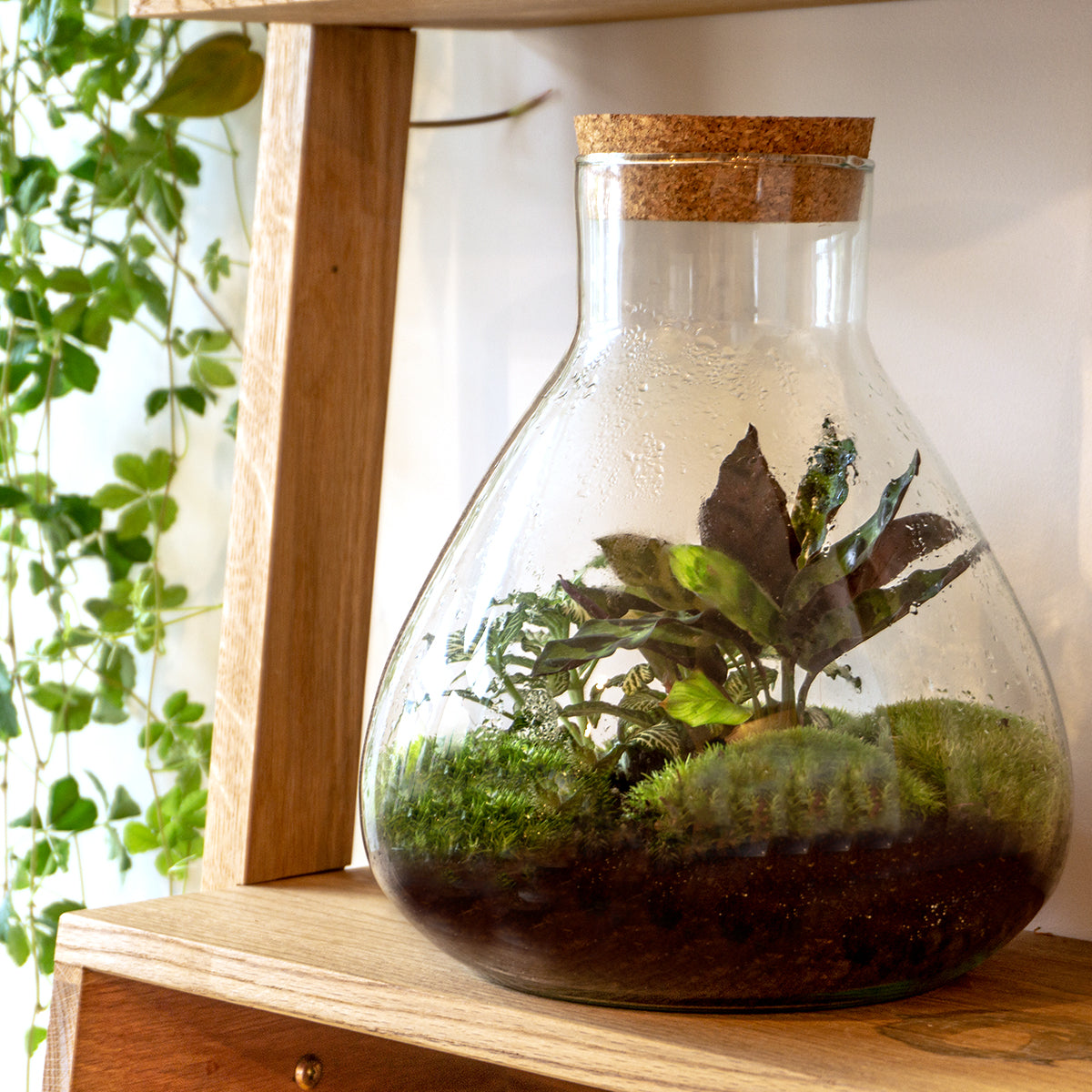 Terrarium Diy Kit - Sammie Coffea - Bottle Garden - ↑ 27 Cm