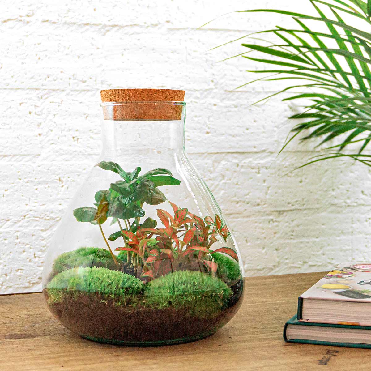 Terrarium Diy Kit - Sammie Coffea - Bottle Garden - ↑ 27 Cm