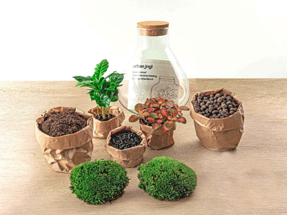 Terrarium Diy Kit - Sammie Coffea - Bottle Garden - ↑ 27 Cm