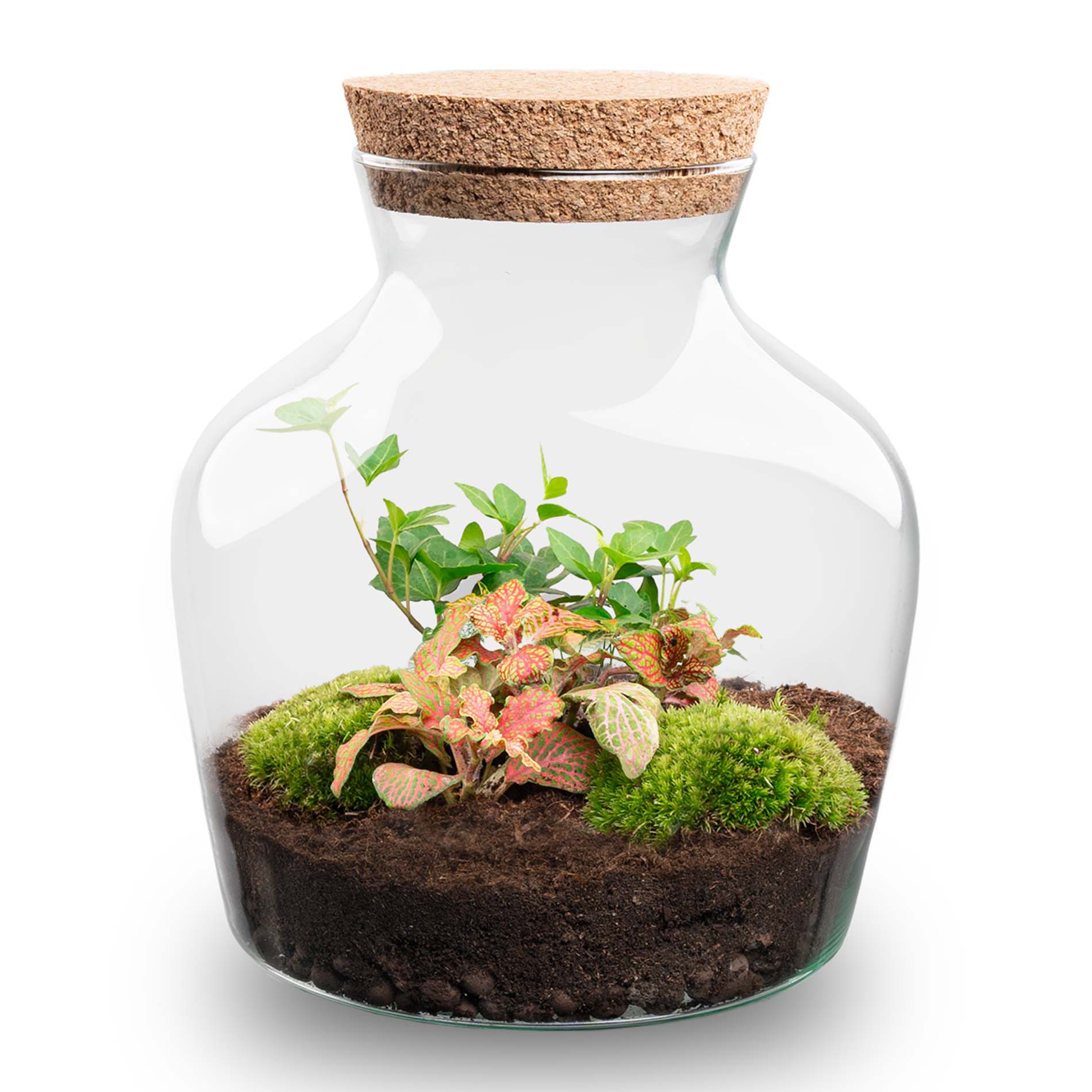 Terrarium Diy Kit - Little Joe - Bottle Garden - ↑ 21.5 Cm