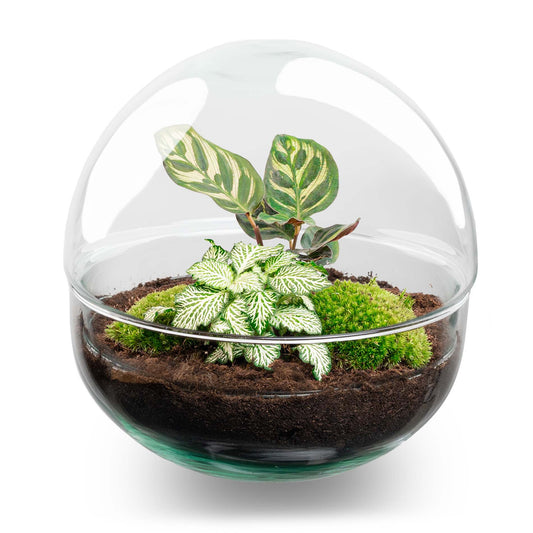 Terrarium Diy Kit - Dome - Bottle Garden - ↑ 20 Cm