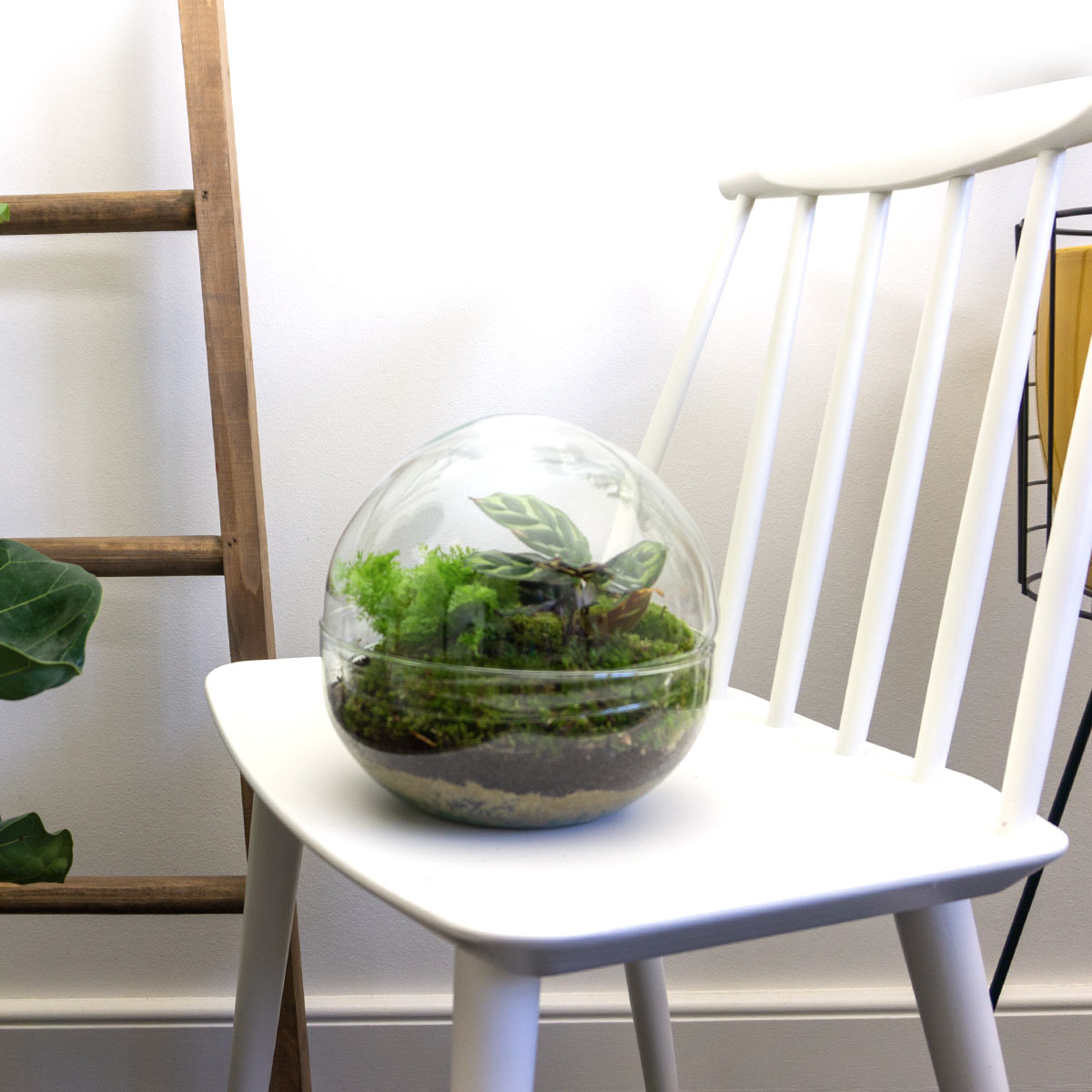 Terrarium Diy Kit - Dome - Bottle Garden - ↑ 20 Cm