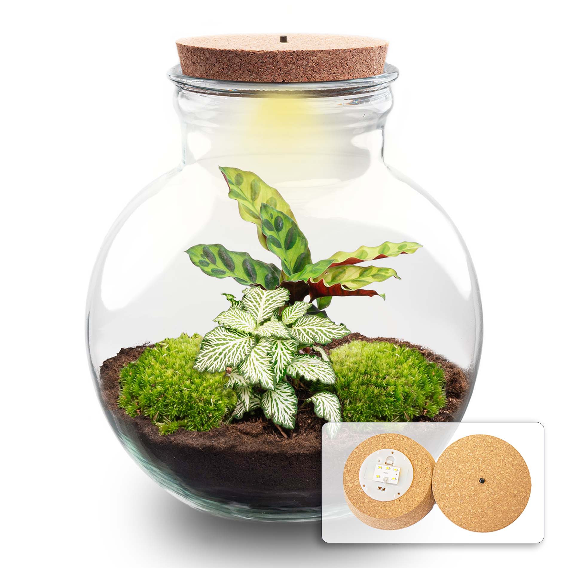 Terrarium Diy Kit - Teddy - Bottle Garden - ↑ 26,5 Cm