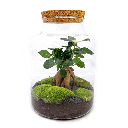 Terrarium Diy Kit - Milky With Bonsai - Bottle Garden - ↑ 30 Cm