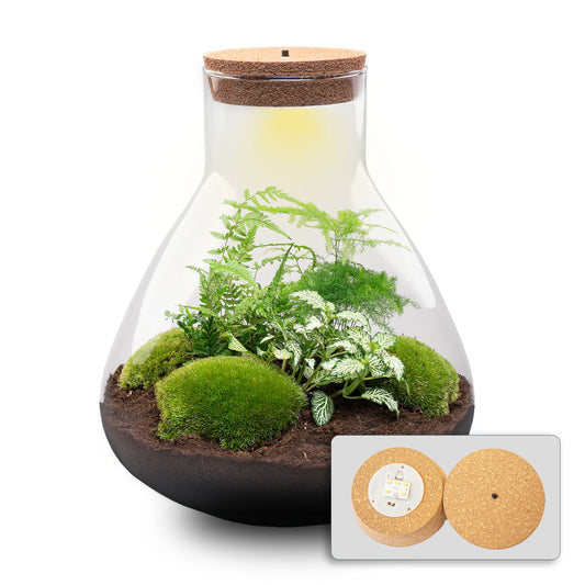 Terrarium Diy Kit - Sam Xl - Bottle Garden - ↑ 35 Cm