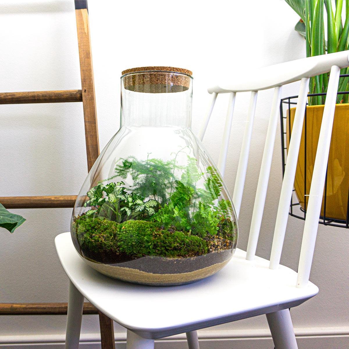 Terrarium Diy Kit - Sam Xl - Bottle Garden - ↑ 35 Cm