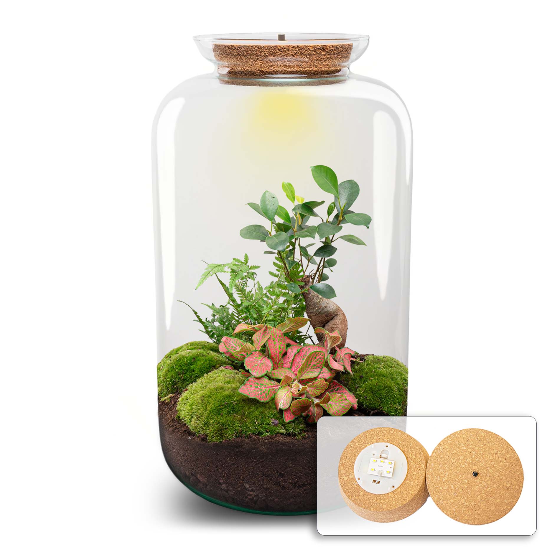 Terrarium Diy Kit - Sven Ginseng Bonsai Xl - With Light - Bottle Garden - ↑ 43 Cm