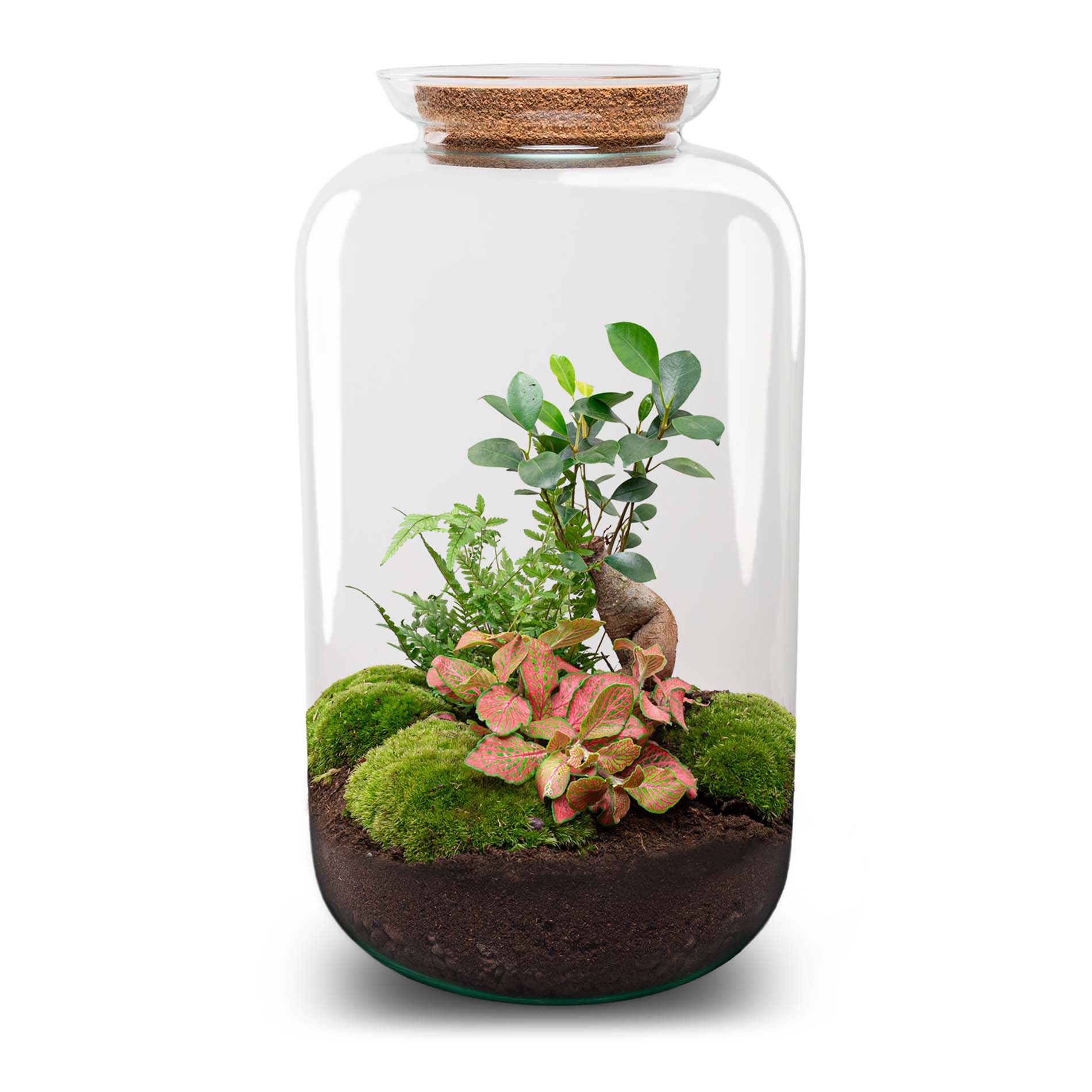 Terrarium Diy Kit - Sven Ginseng Bonsai Xl - With Light - Bottle Garden - ↑ 43 Cm