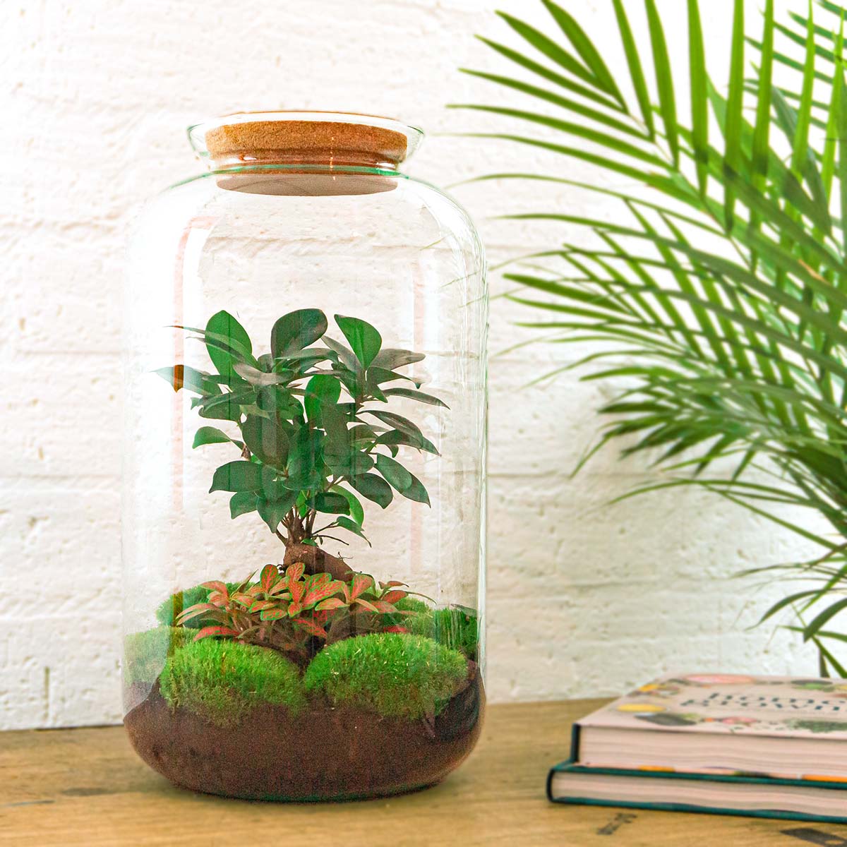 Terrarium Diy Kit - Sven Ginseng Bonsai Xl - With Light - Bottle Garden - ↑ 43 Cm