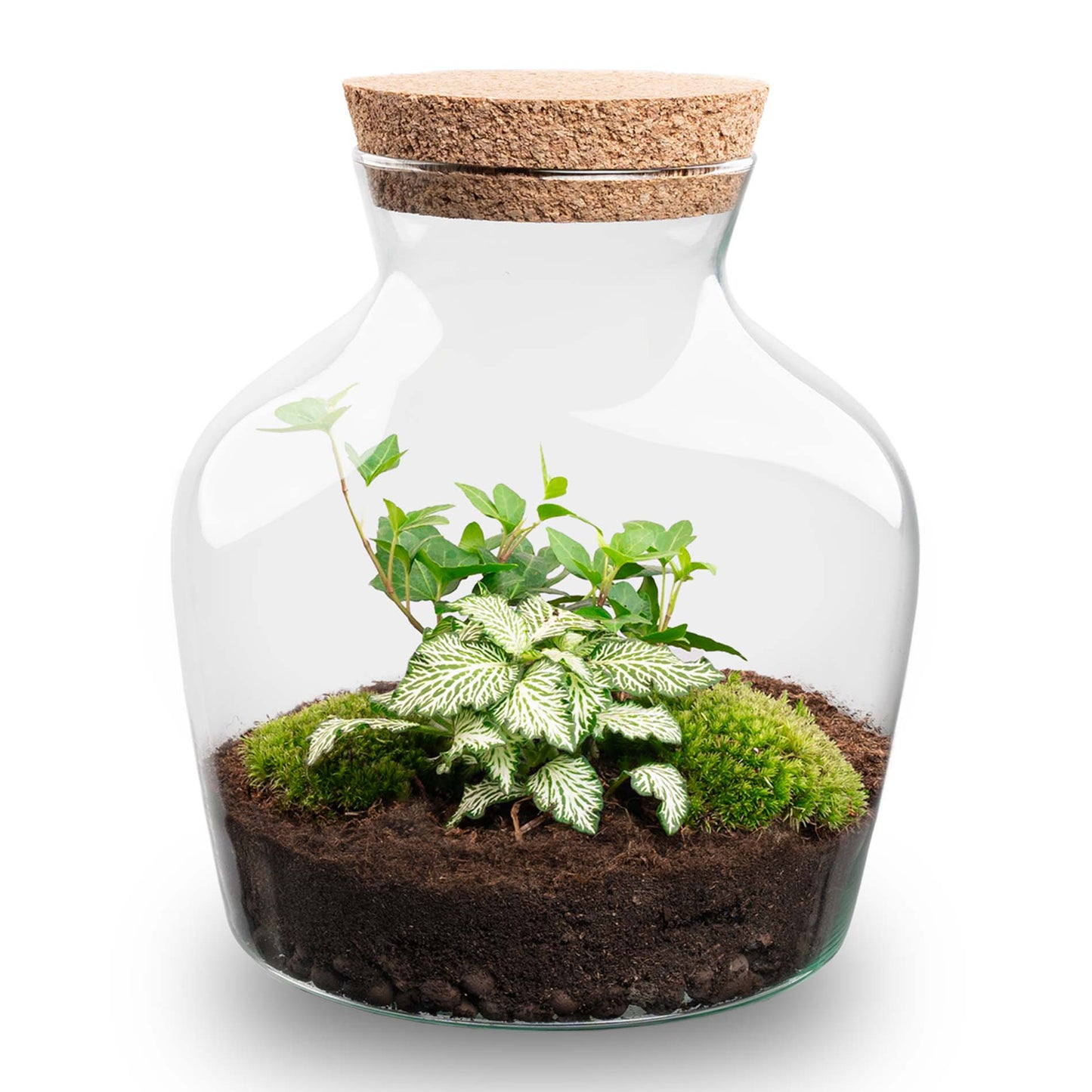 Terrarium Diy Kit - Little Joe + Led - Hedera + Fittonia White - ↑ 21.5 Cm