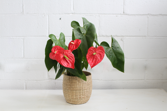 Lady Jane Anthurium