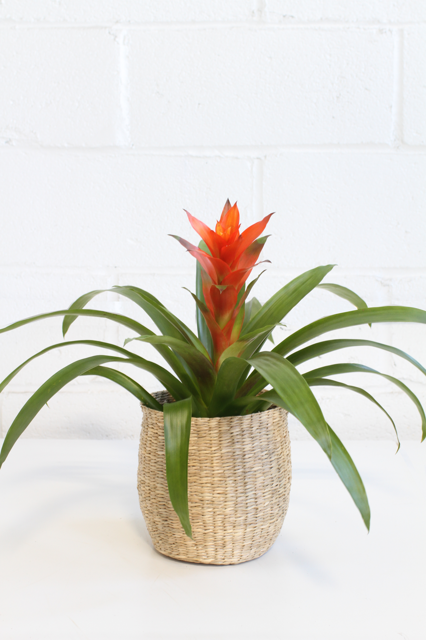 Bromeliad