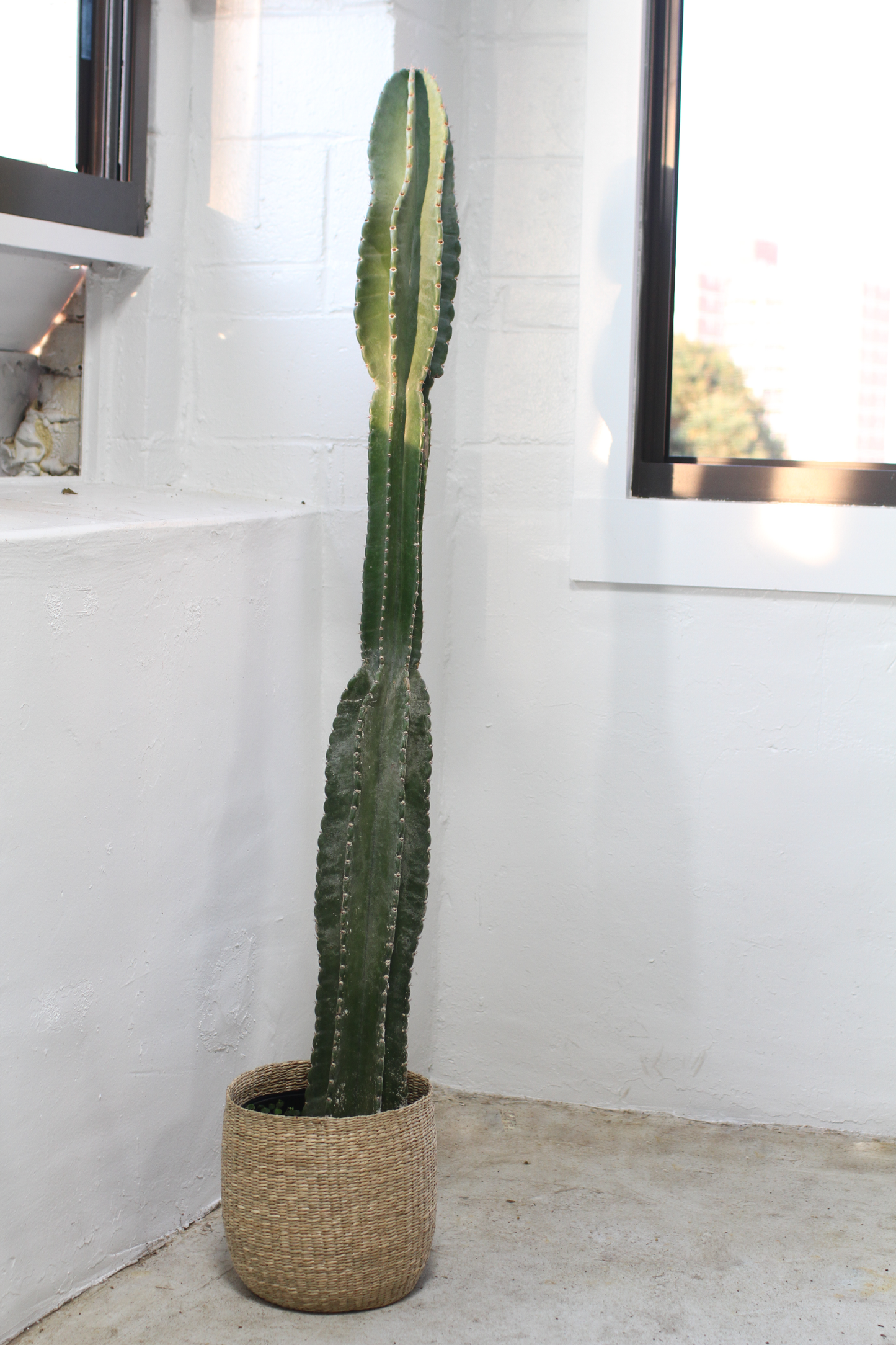 Column Cactus