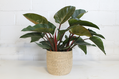 Philodendron 'Congo Rojo'