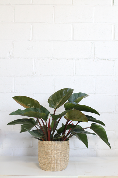 Philodendron 'Congo Rojo'