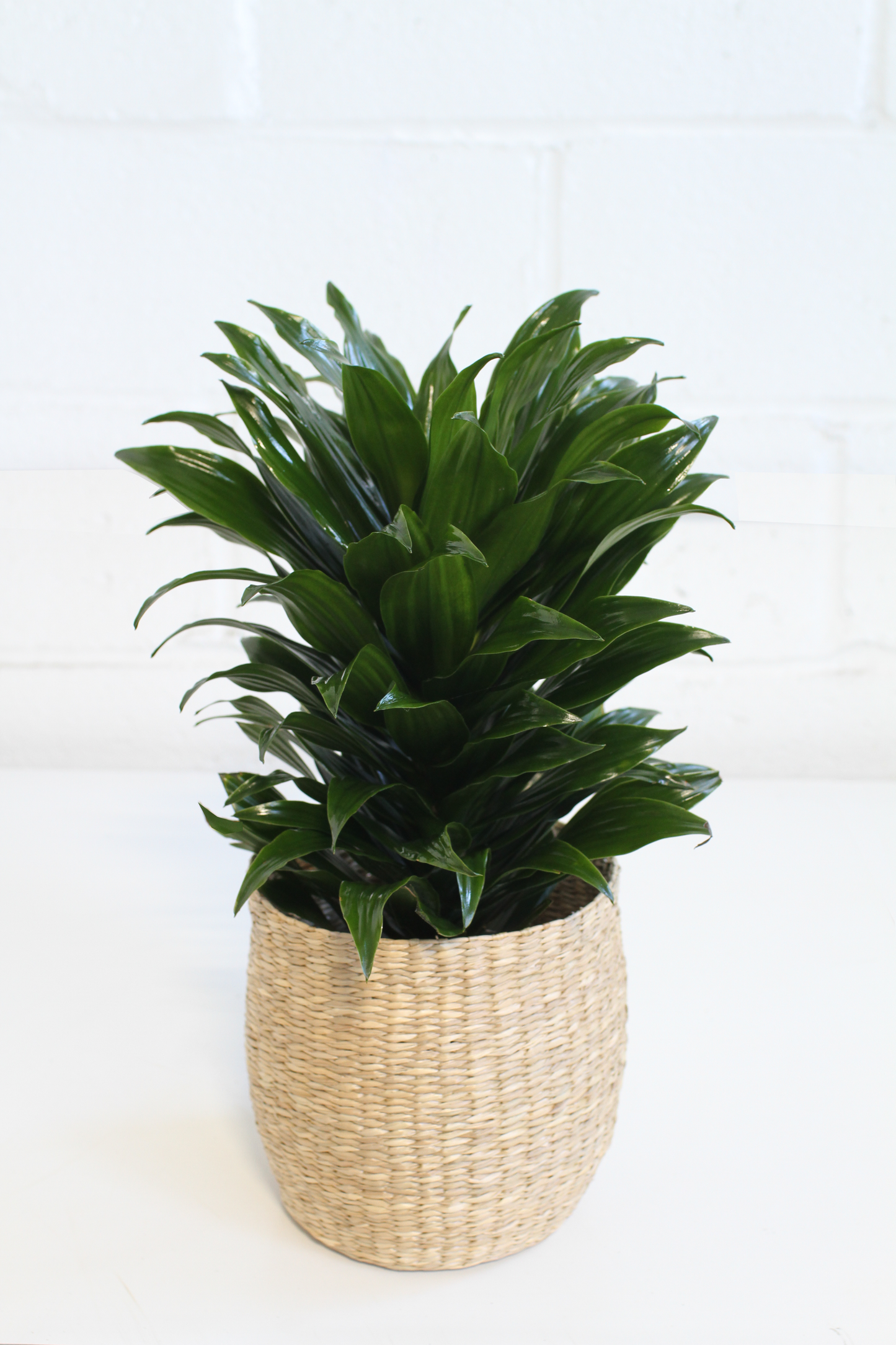 Dracaena 'Compacta'