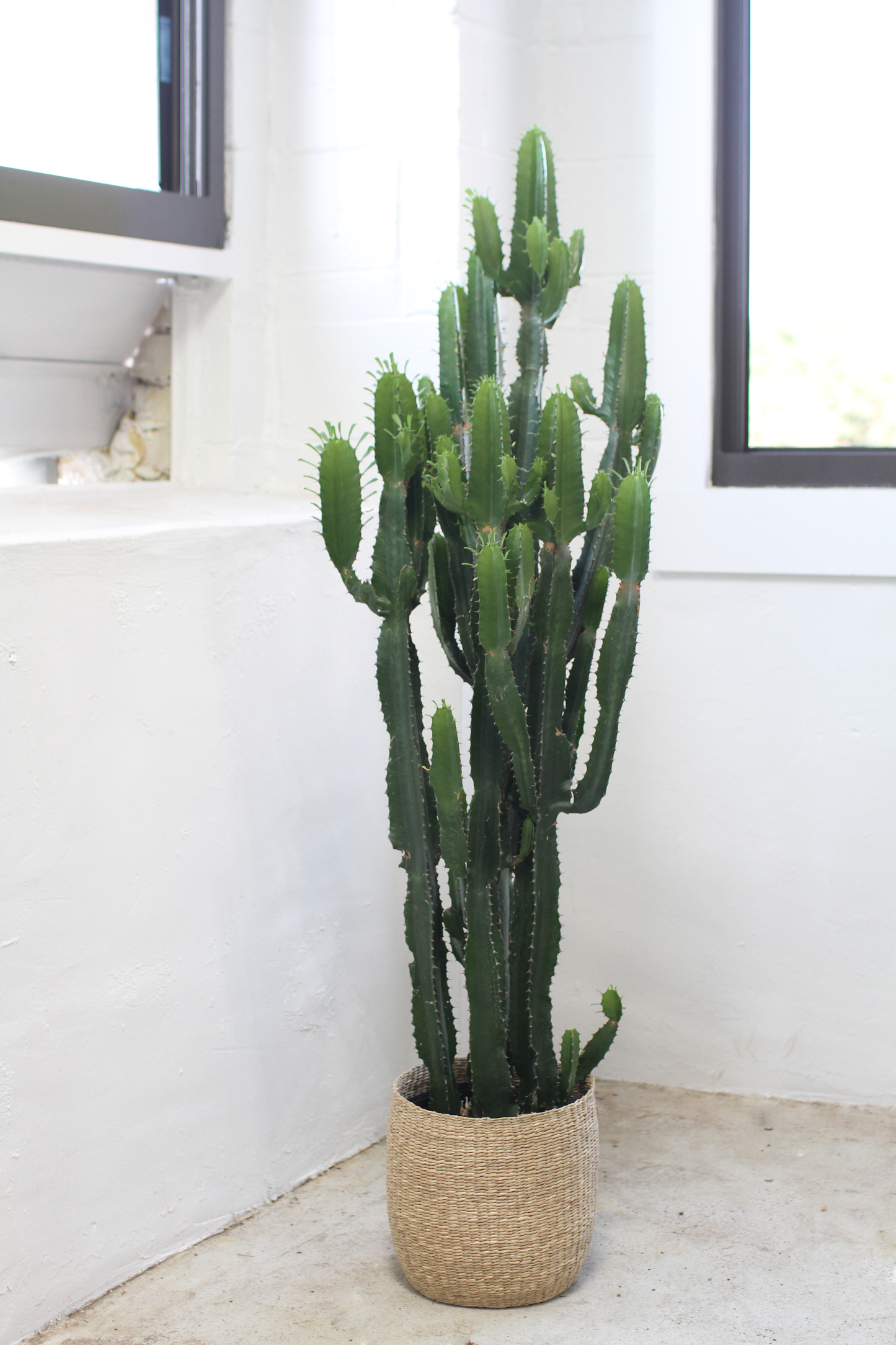 euphorbiaceae cactus
