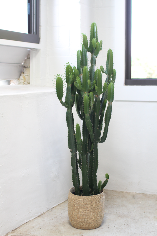 Euphorbia trigona