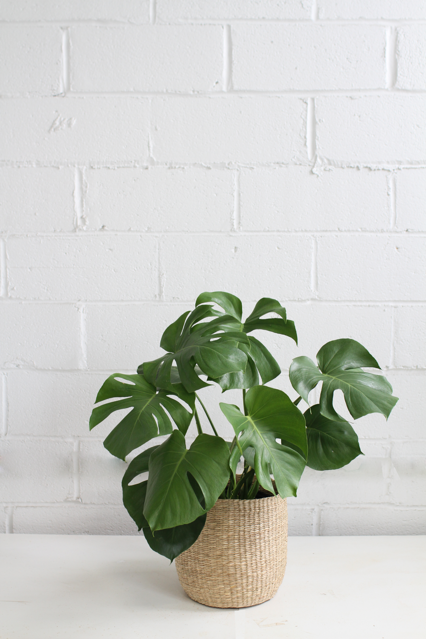 Monstera Deliciosa