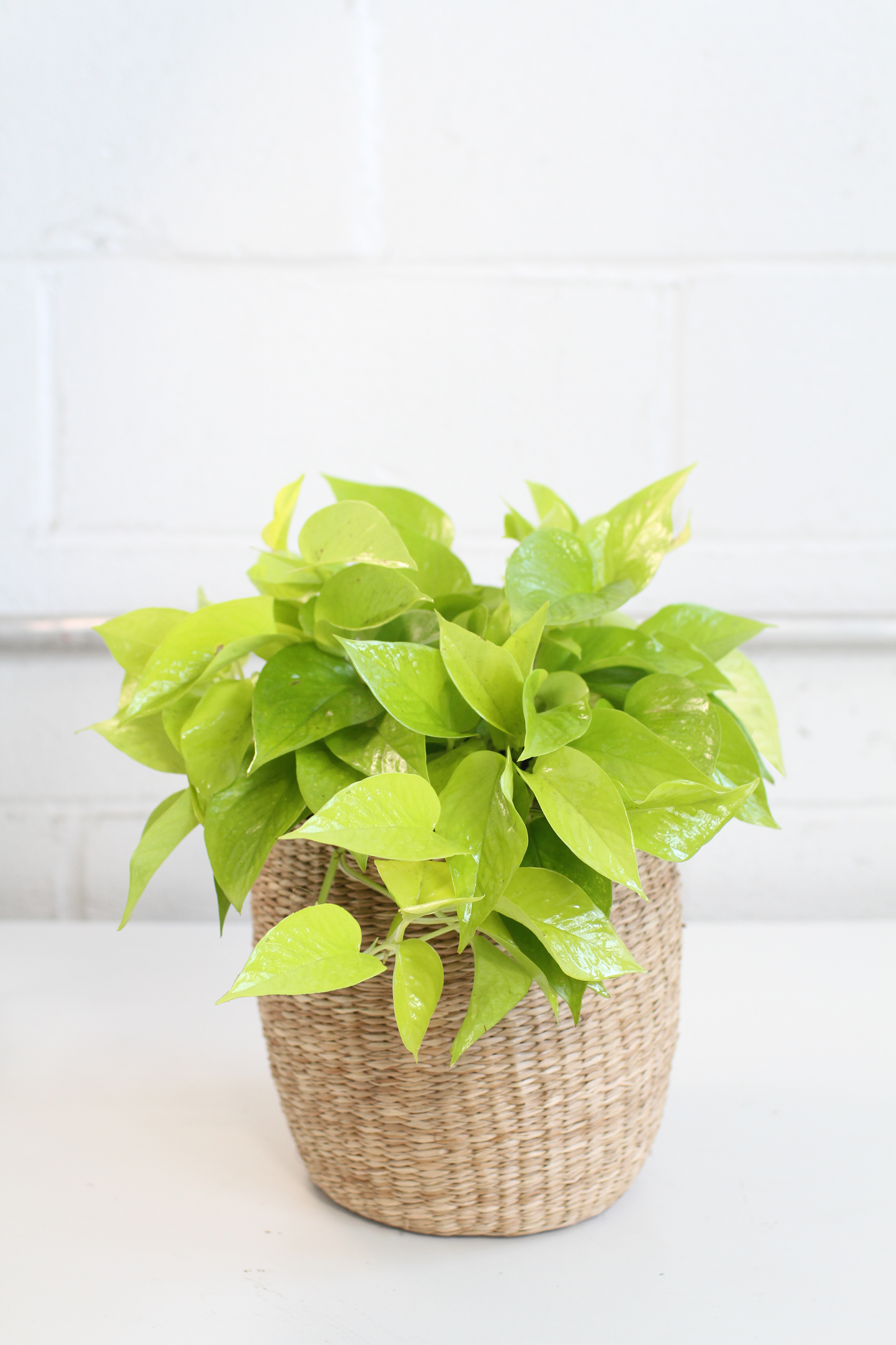 Neon pothos