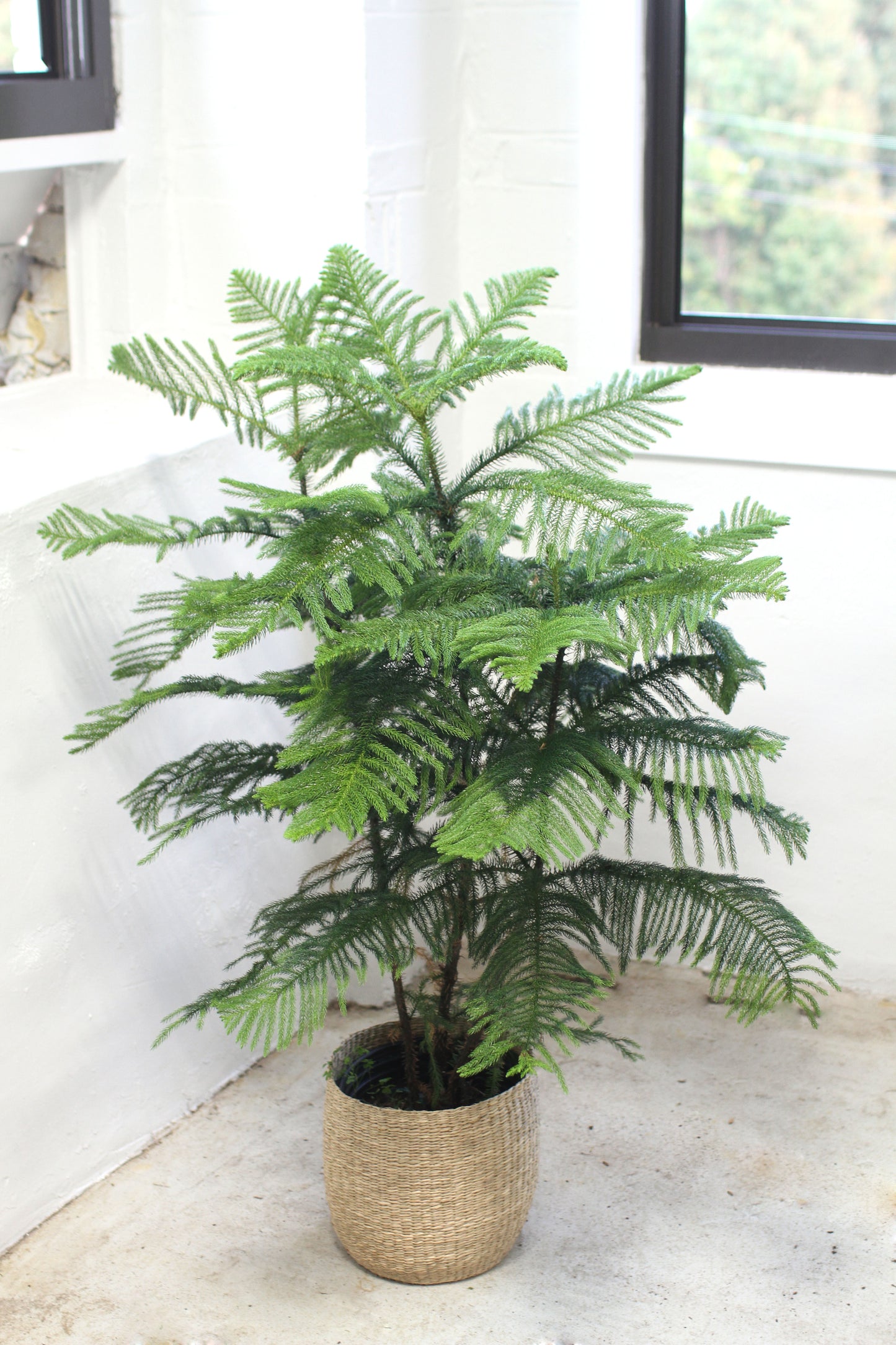 Norfolk Island Pine