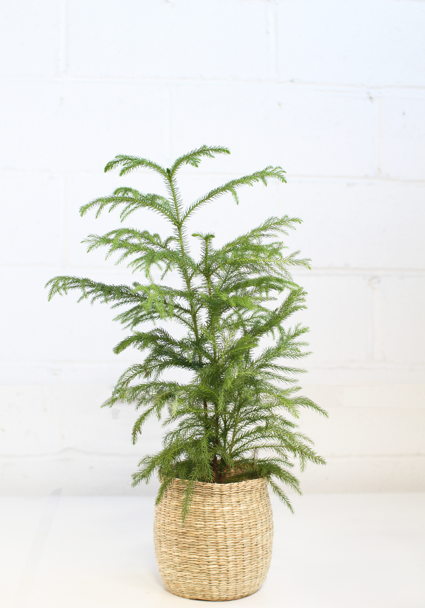 Norfolk Island Pine