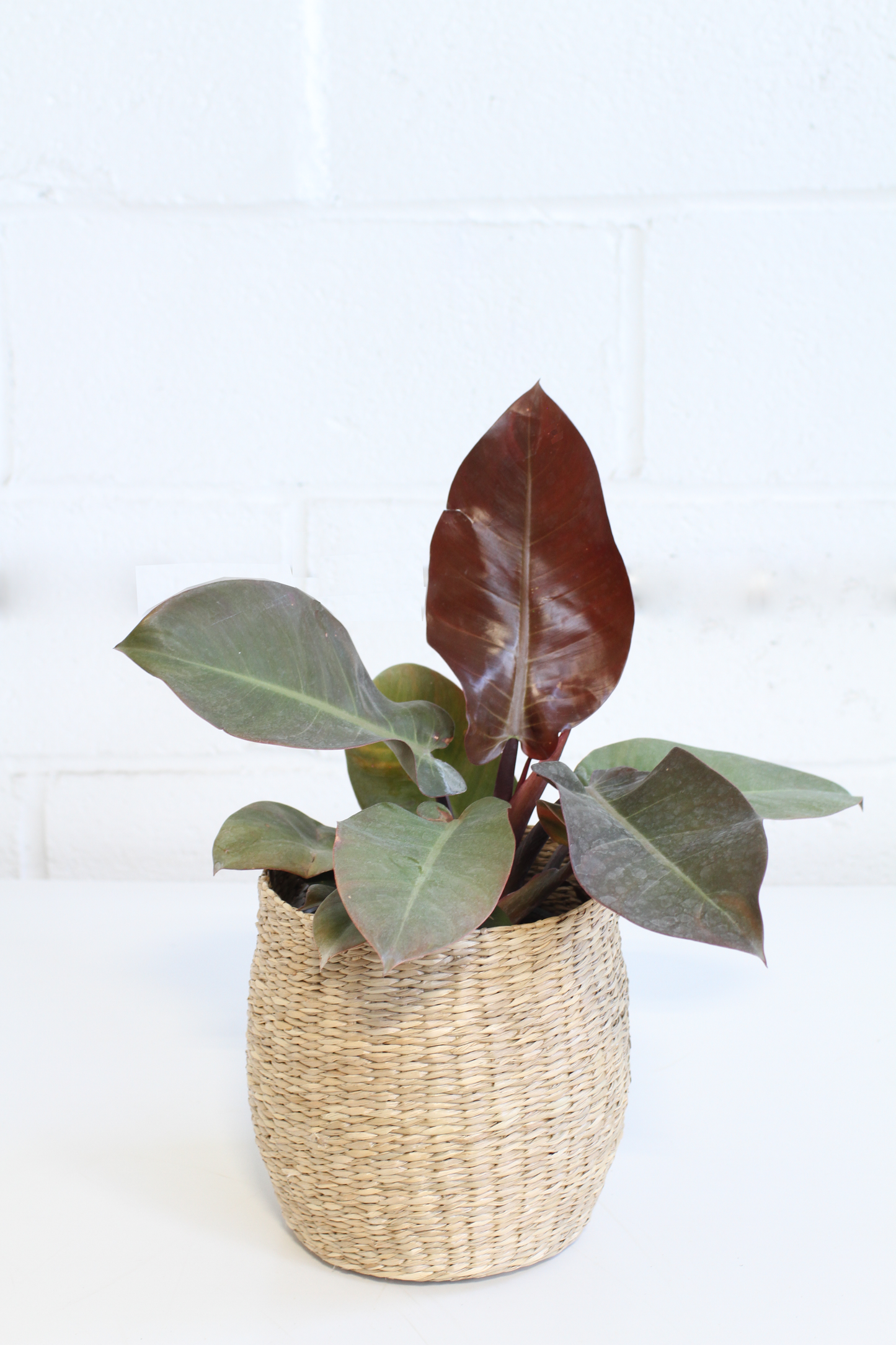 Philodendron 'Black Cardinal'