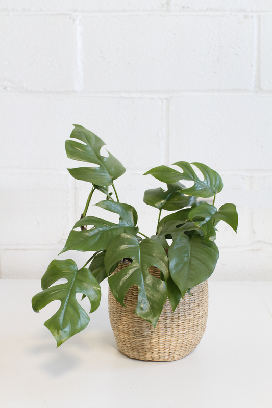 Philodendron 'Ginny'