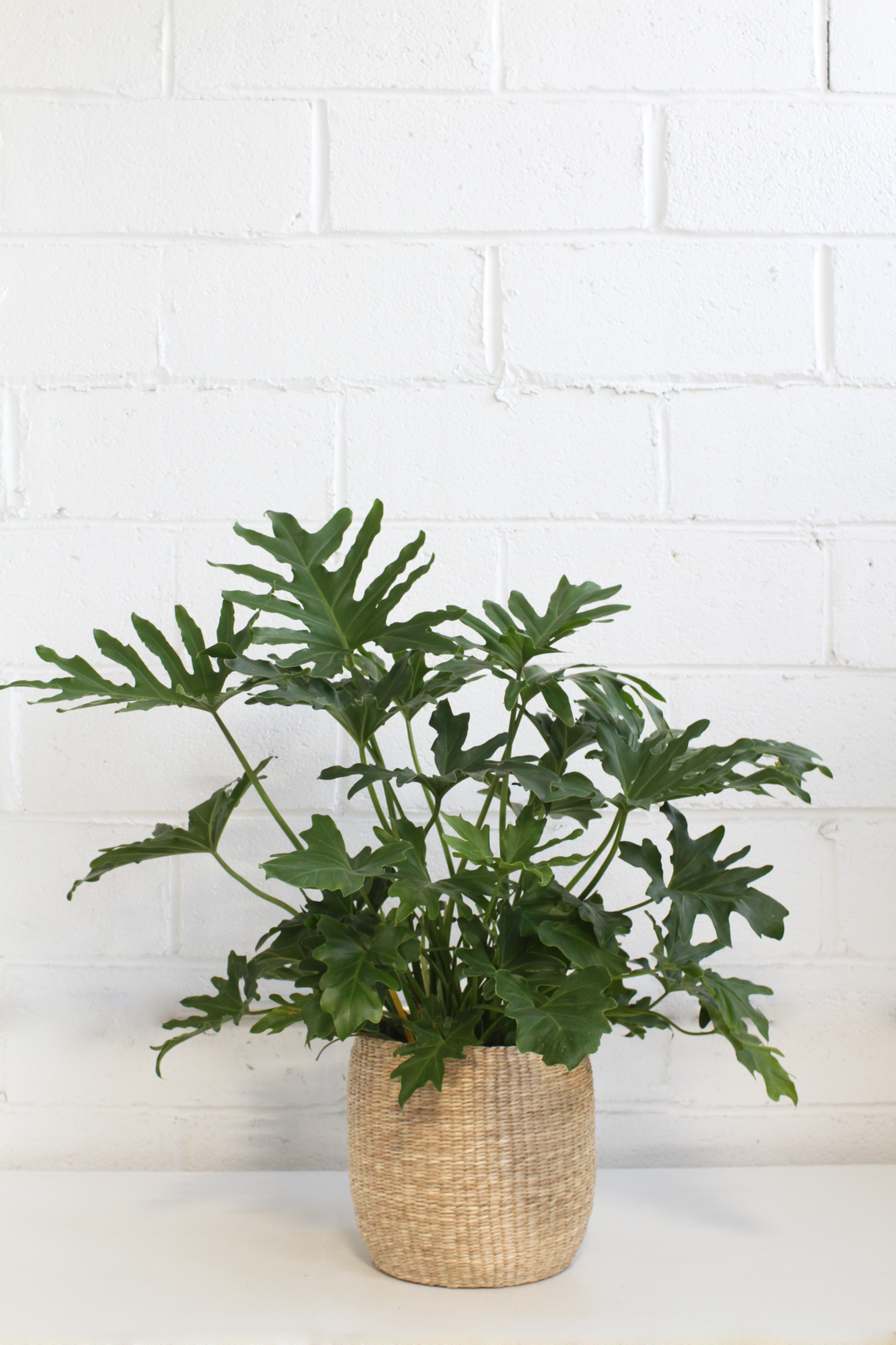 Philodendron selloum