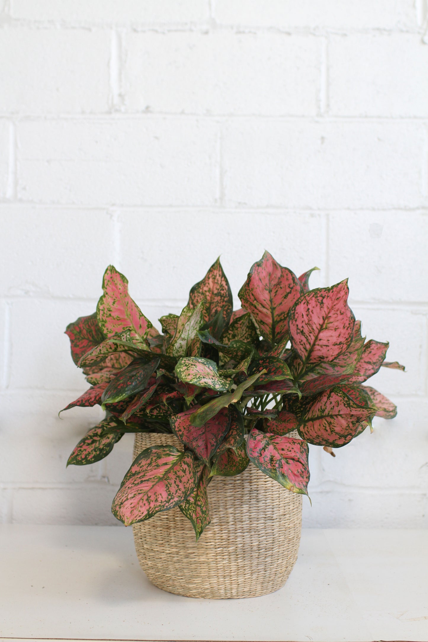 Red Aglaonema ‘Pink Dalmatian’